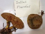 Suillus flavidus image