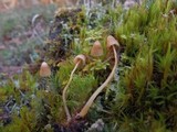Galerina pumila image