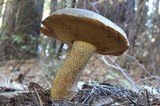 Suillus fuscotomentosus image