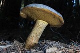 Suillus fuscotomentosus image