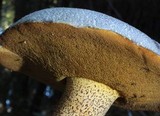 Suillus fuscotomentosus image