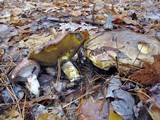 Suillus luteus image