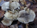 Tricholoma terreum image