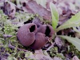 Otidea bufonia image