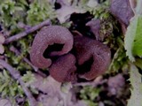 Otidea bufonia image