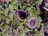 Humaria hemisphaerica image
