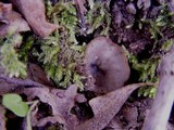 Humaria hemisphaerica image