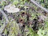 Humaria hemisphaerica image