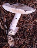 Amanita proxima image