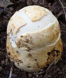Amanita proxima image