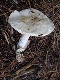 Amanita proxima image