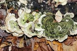 Cerrena unicolor image