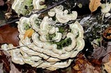 Cerrena unicolor image