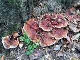Ganoderma sessile image