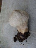 Lycoperdon excipuliforme image