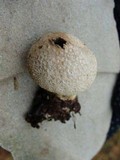 Lycoperdon excipuliforme image