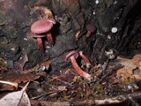 Tubaria punicea image