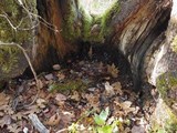 Tubaria punicea image
