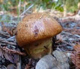 Suillus ponderosus image