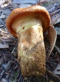 Suillus ponderosus image