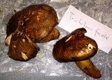 Tricholoma focale image