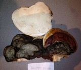 Fomitopsis mounceae image
