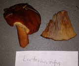 Lactarius rufus image