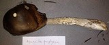 Amanita pachycolea image