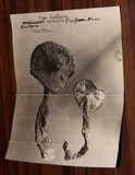 Squamanita umbonata image
