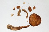 Squamanita umbonata image