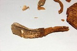 Squamanita umbonata image