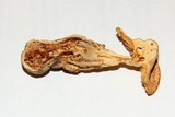 Squamanita umbonata image