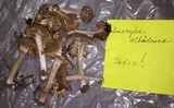 Inocybe albodisca image