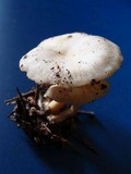 Clitocybe phaeophthalma image