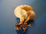 Clitocybe phaeophthalma image