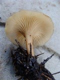 Clitocybe phaeophthalma image