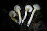 Hygrophorus chrysodon image