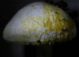 Hygrophorus chrysodon image