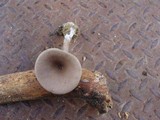 Clitocybe trulliformis image