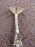 Clitocybe trulliformis image