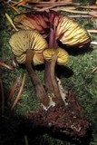 Callistosporium luteo-olivaceum image