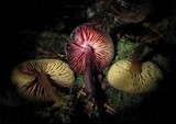 Callistosporium luteo-olivaceum image