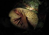 Callistosporium luteo-olivaceum image