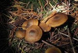 Callistosporium luteo-olivaceum image