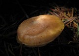 Callistosporium luteo-olivaceum image