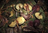Callistosporium luteo-olivaceum image