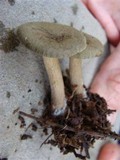 Clitocybe trulliformis image