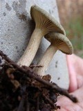 Clitocybe trulliformis image