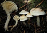 Hygrophorus pusillus image