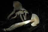 Hygrophorus pusillus image